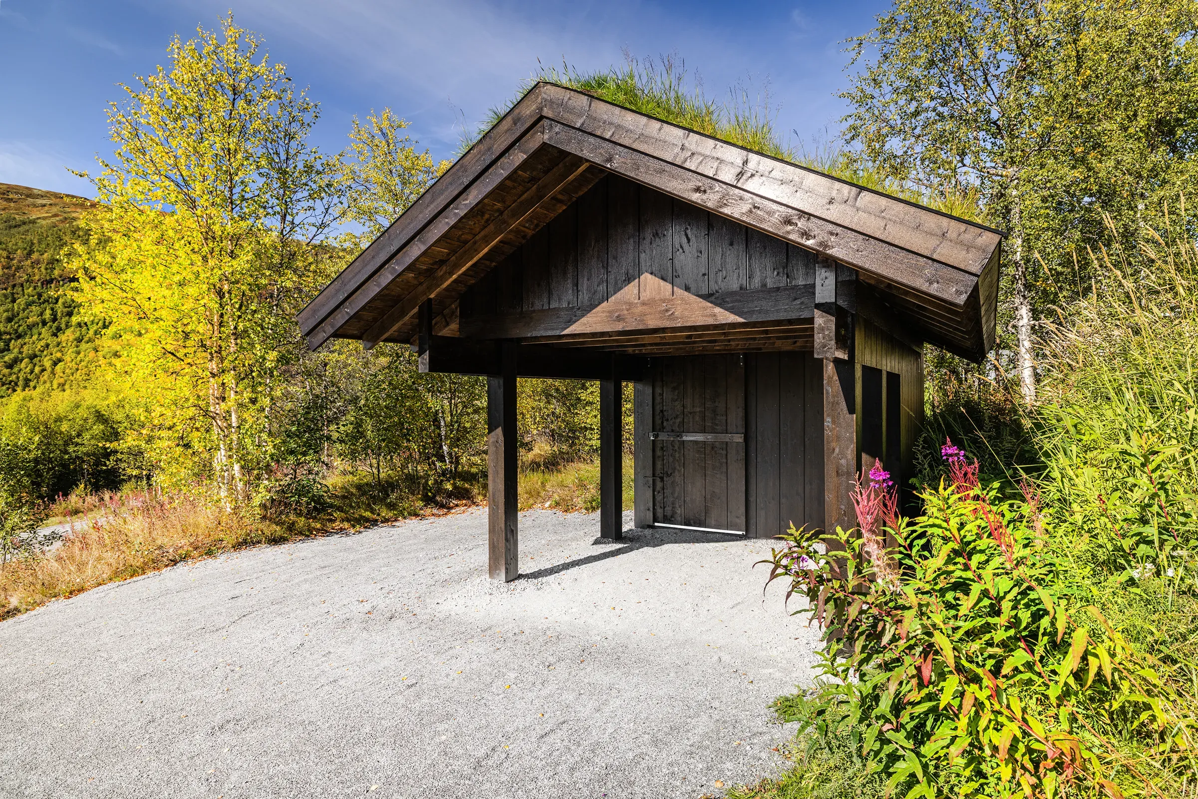 Carporten mellom bjørk og blomstrende geitrams
